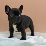 Matit-female-French-bulldog-puppy-for-sale-4