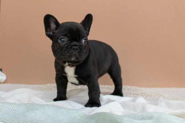 Matit French Bulldog