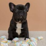 Matit-female-French-bulldog-puppy-for-sale-5