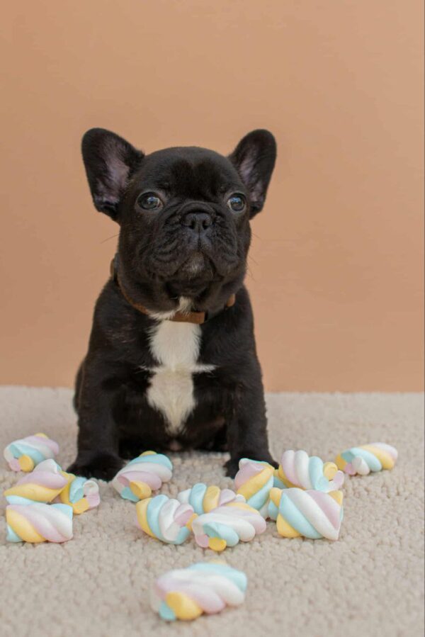 Matit French Bulldog
