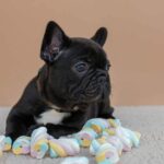 Matit-female-French-bulldog-puppy-for-sale-6