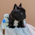 Matit-female-French-bulldog-puppy-for-sale-7