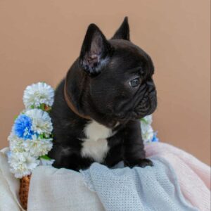 Matit French Bulldog