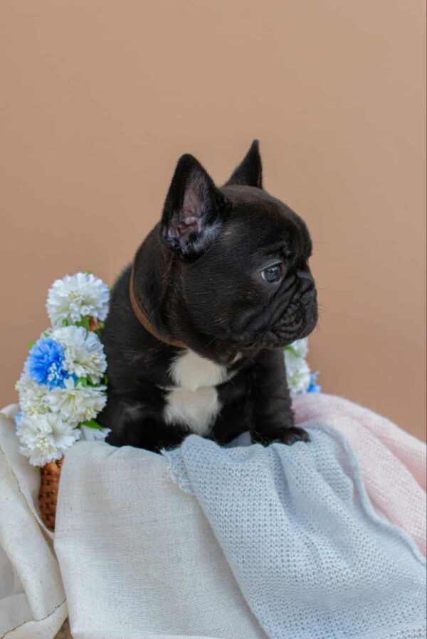 Matit French Bulldog