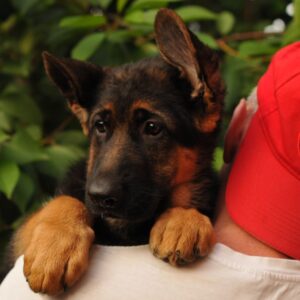 Medeya German Shepherd
