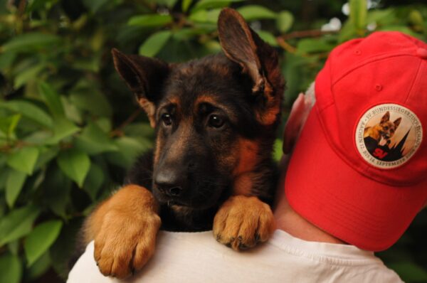 Medeya German Shepherd