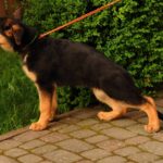 Medeya-female-German-shepherd-puppy-for-sale-1 (2)