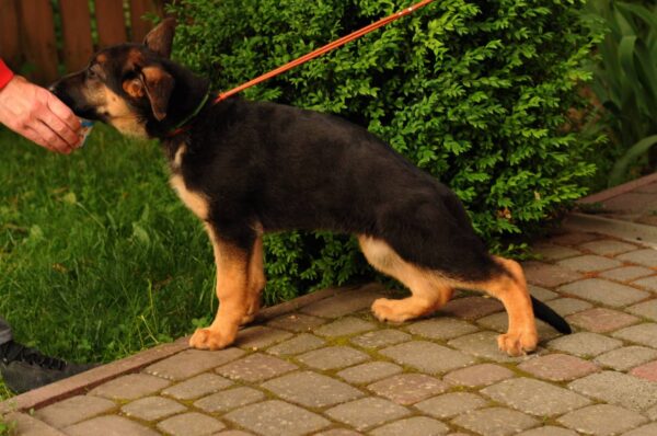 Medeya German Shepherd