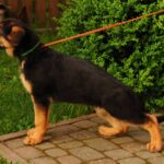 Medeya-female-German-shepherd-puppy-for-sale-1 (3)