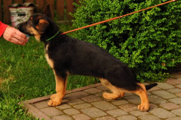 Medeya German Shepherd