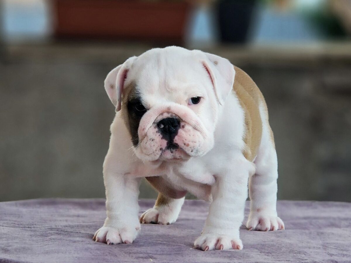 American Bulldog Small Dogs That Look Like Bulldogs Two Types Of