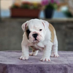 Mella English Bulldog