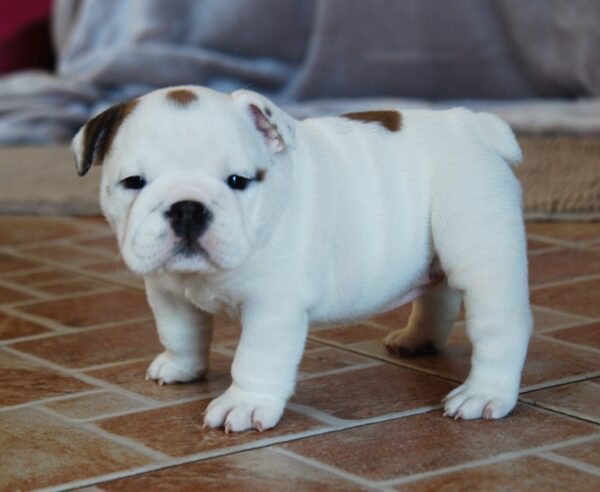 Melody English Bulldog