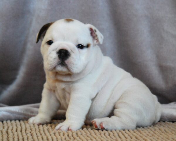 Melody English Bulldog