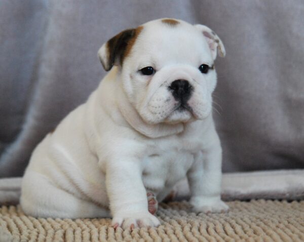 Melody English Bulldog