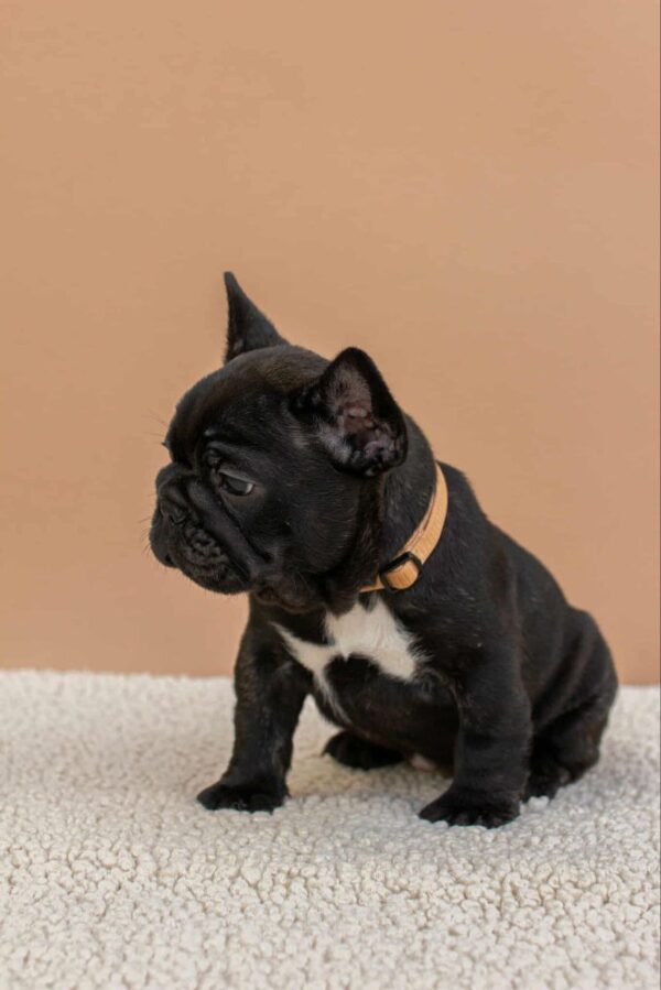 Merse French Bulldog