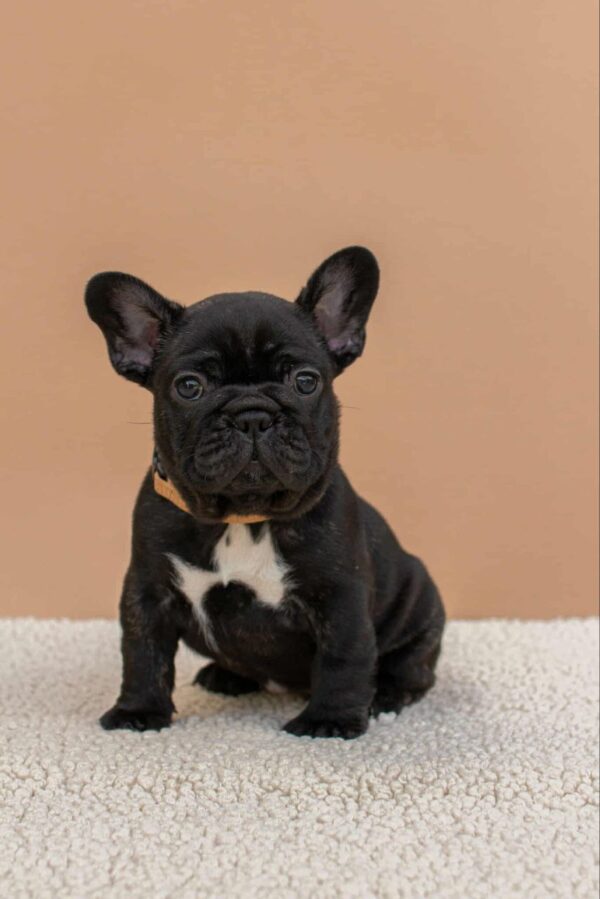 Merse French Bulldog
