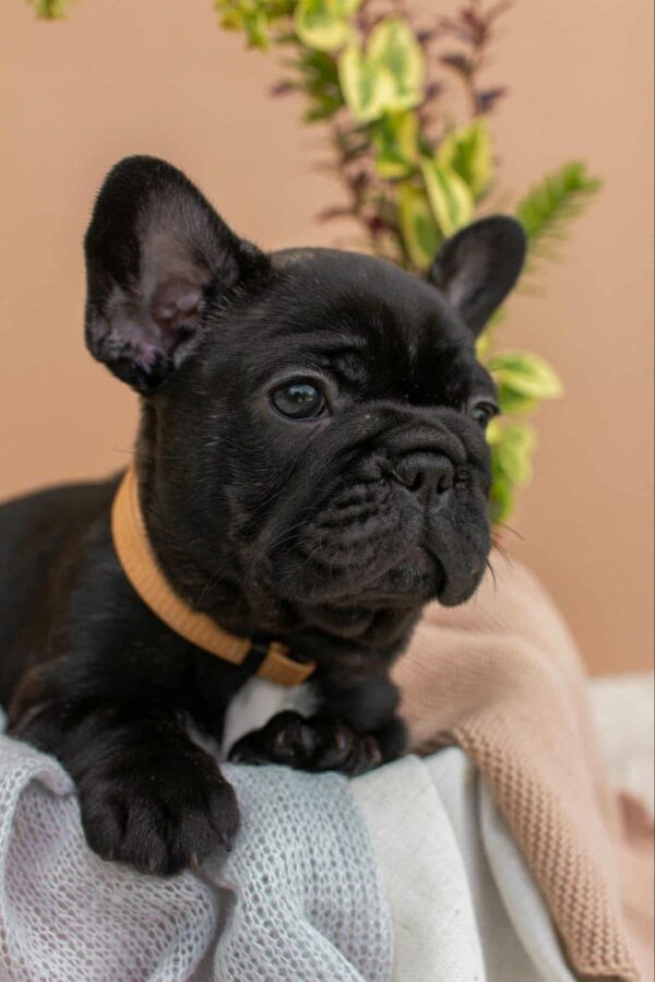 Merse French Bulldog