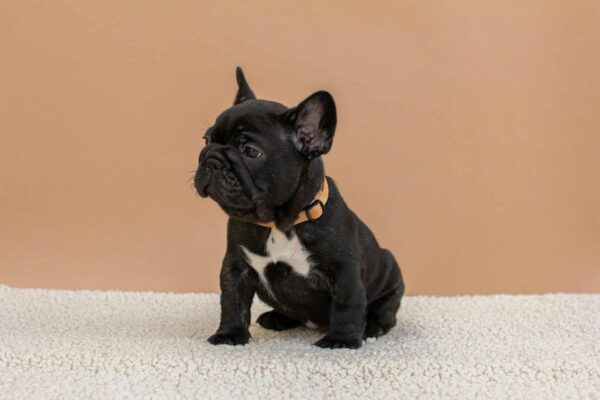Merse French Bulldog