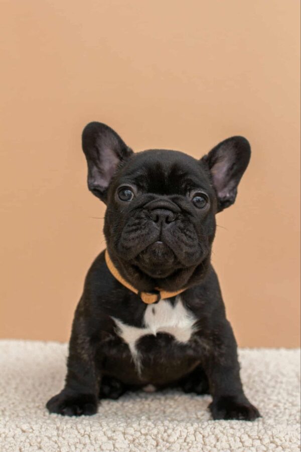 Merse French Bulldog