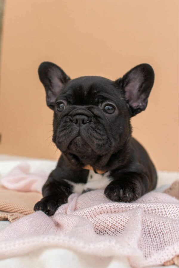 Merse French Bulldog