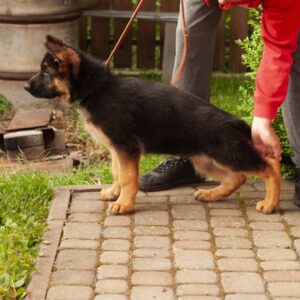 Messi German Shepherd