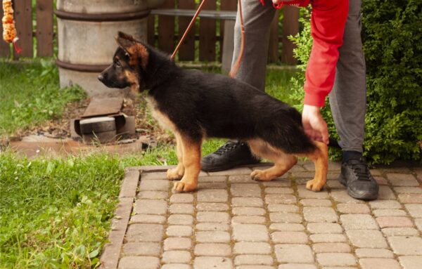 Messi German Shepherd
