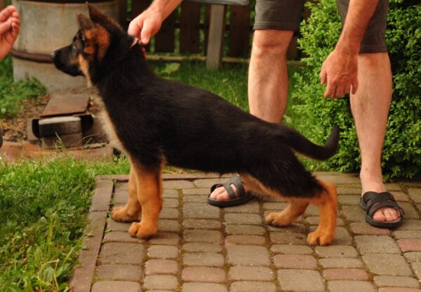 Messi German Shepherd