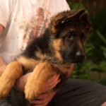 Messi-male-German-shepherd-puppy-for-sale-1 (3)