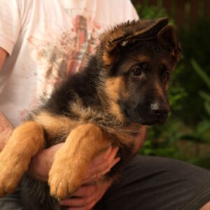 Messi German Shepherd