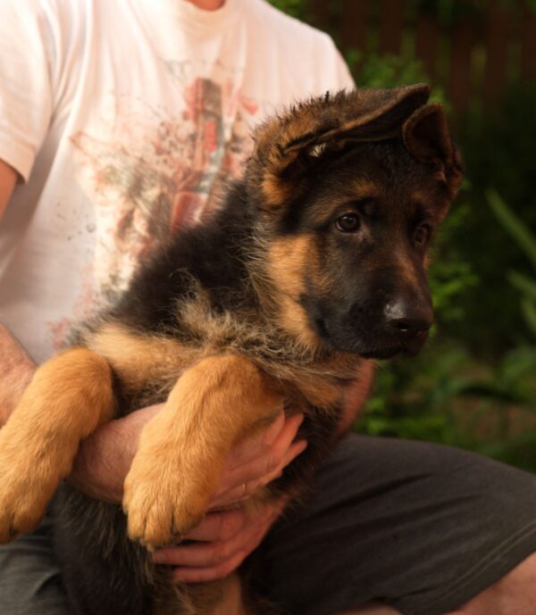 Messi German Shepherd