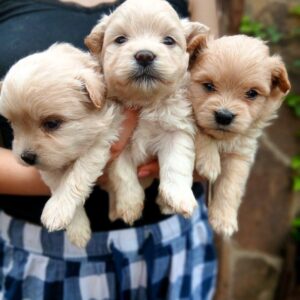 Mia, Molly and Maya Pomapoo