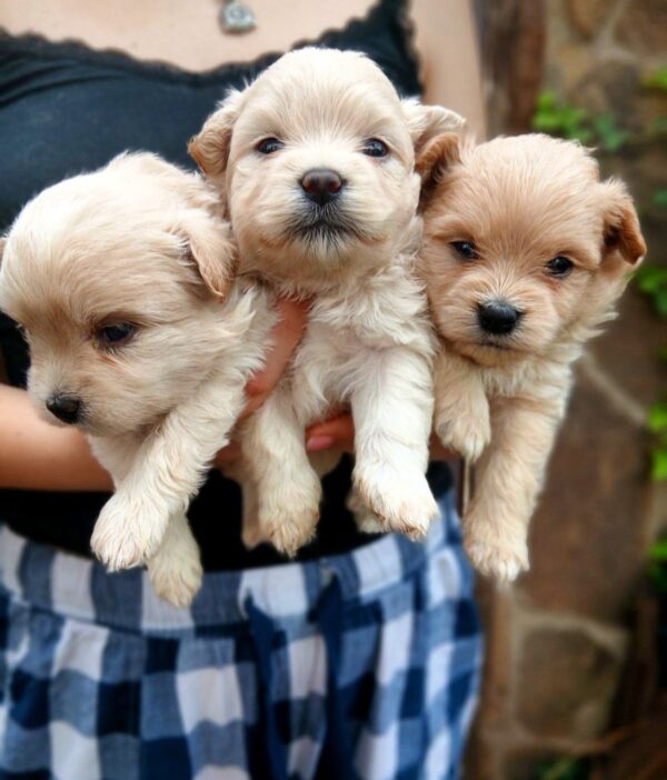 Mia, Molly and Maya Pomapoo