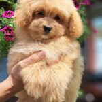 Mia-female-Pomapoo-puppy-for-sale-1