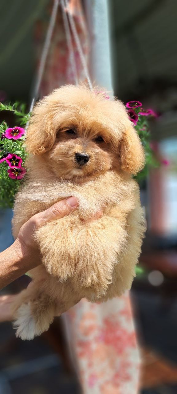 Mia Pomapoo