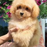 Anari Pomapoo