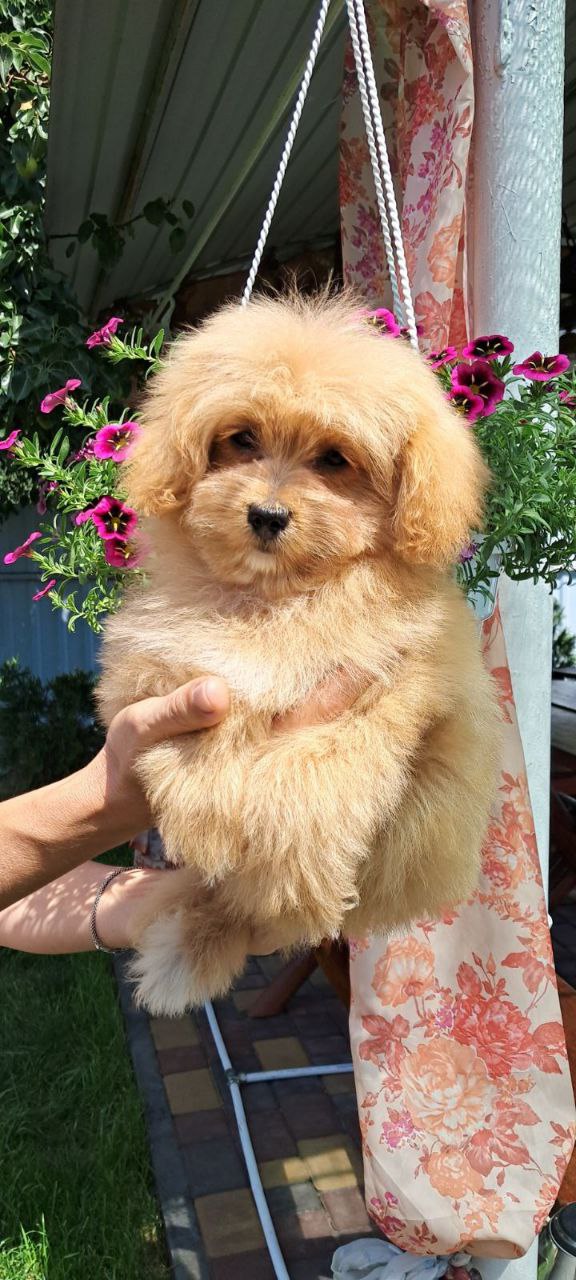 Mia Pomapoo