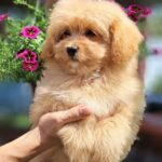 Mia-female-Pomapoo-puppy-for-sale-3