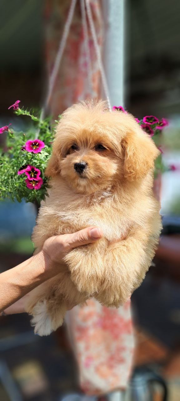 Mia Pomapoo