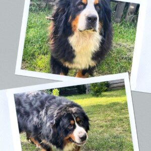 Afina and Michal Bernese Mountain Dog