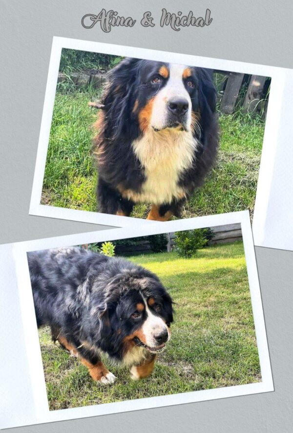 Afina and Michal Bernese Mountain Dog