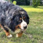 Michal-male-Bernese-Mountain-Dog-puppy-for-sale-2