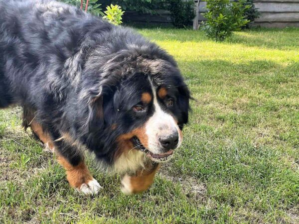 Afina and Michal Bernese Mountain Dog