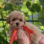 Michelle-female-maltipoo-puppy-for-sale-1 (1)
