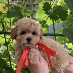 Michelle Maltipoo