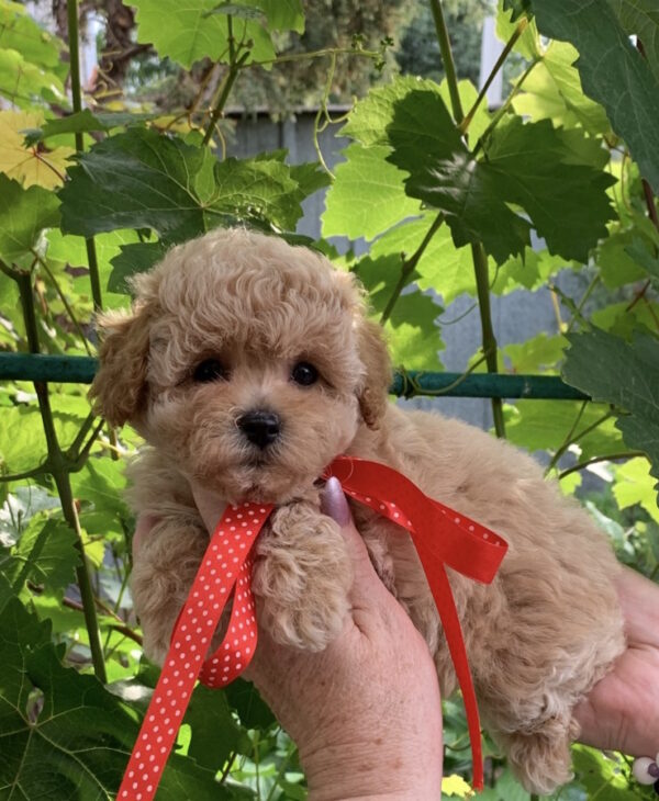 Michelle Maltipoo