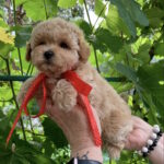 Michelle-female-maltipoo-puppy-for-sale-1 (2)