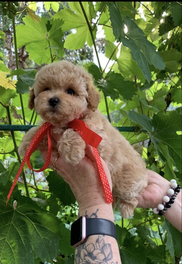 Michelle Maltipoo