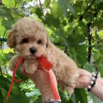 Michelle-female-maltipoo-puppy-for-sale-1 (3)