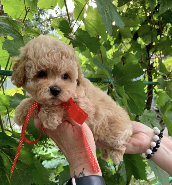Michelle Maltipoo